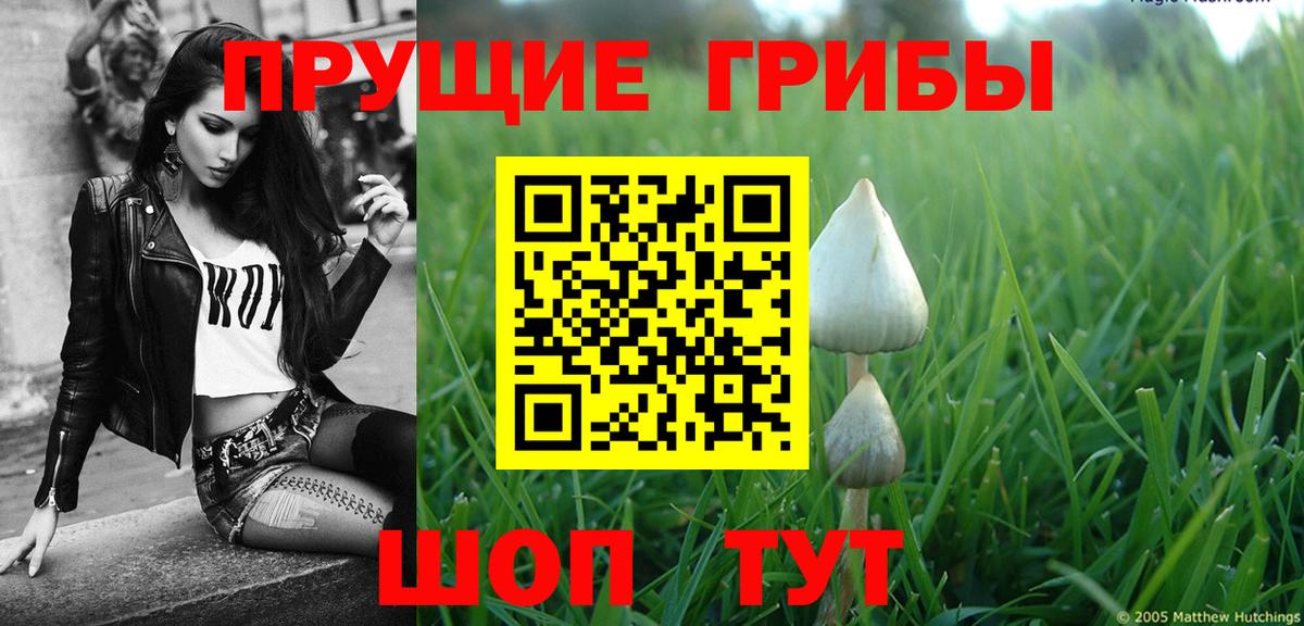 Тосно  Псилоцибиновые грибы MAGIC MUSHROOMS  Вход с VPN 
